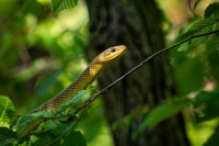 Uzovka stromova - Zamenis longissimus - Aesculapian Snake 6016